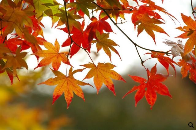 Fabulous Fall Activities for the ESL Class