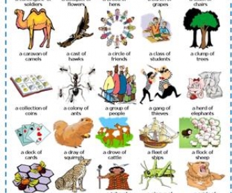 Collective Nouns: Picture Dictionary