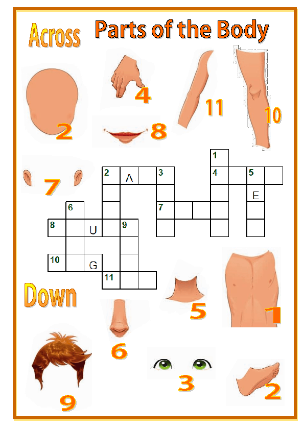 Parts of the Body Crossword Puzze