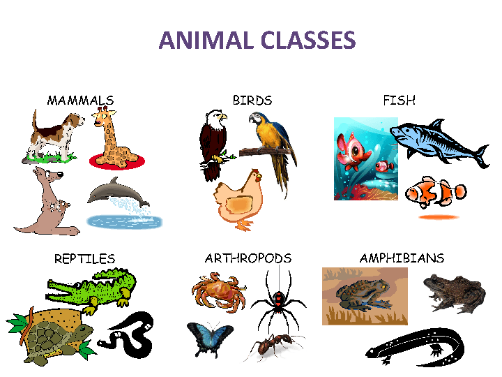 Animal Classes