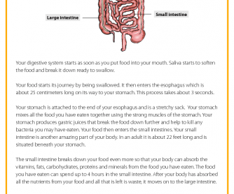 The Digestive System - Reading Comprehension