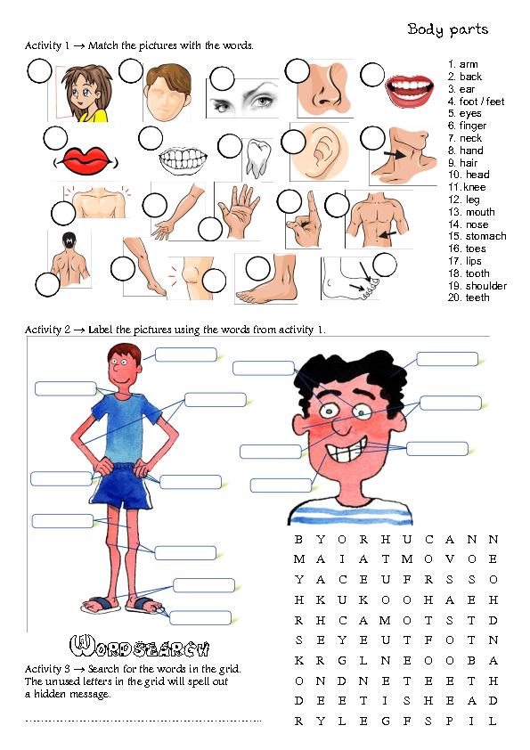 Body Parts Worksheet Count The Body Parts Worksheet Free ESL Printable Worksheets Made By