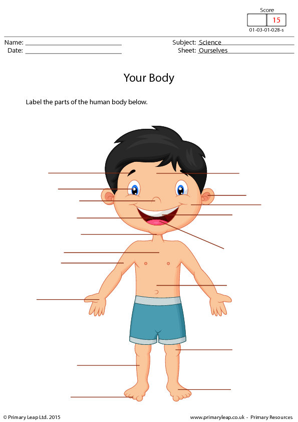 draw and label a human body