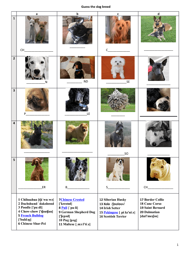 Names of Dog Breeds with Pictures