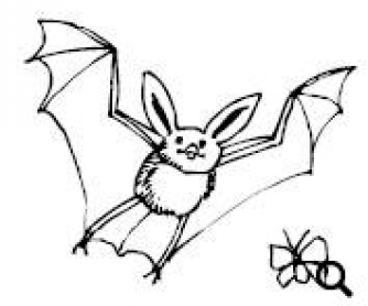 Bats: Reading Worksheet