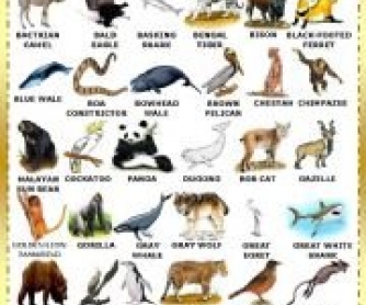 Extinct Animals Chart