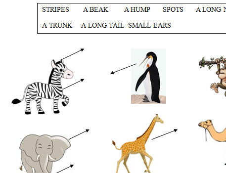 Animal Body Parts Worksheet