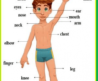 Parts of the Body: Classroom Poster