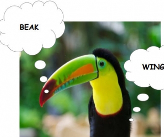 A Funny Way to Teach about Animals: The Iguana and Toucan Song