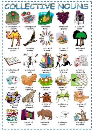 common kindergarten for worksheet nouns Picture Collective Dictionary Nouns: