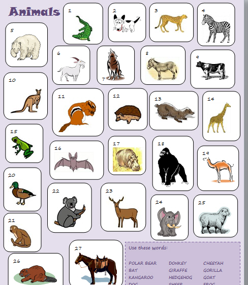 Animals Worksheet