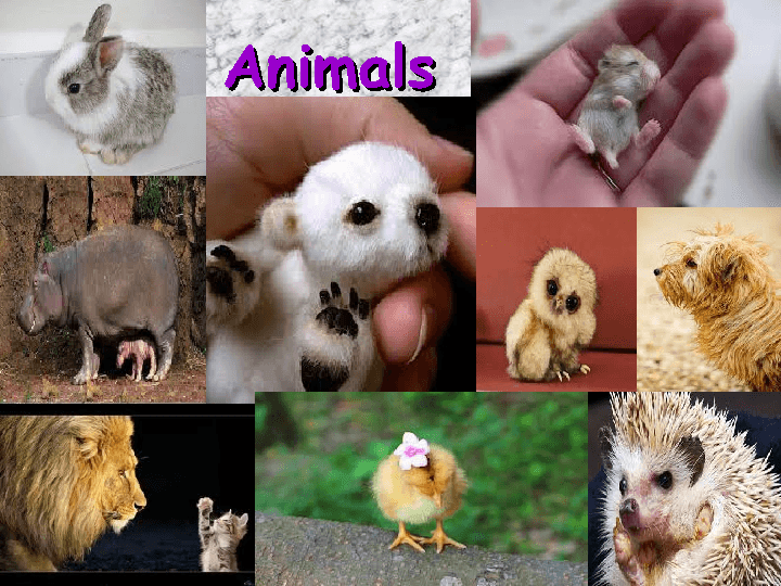 Animals Presentation