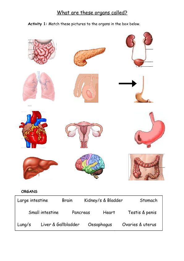 Organs - Body Parts - Medicine & Health Vocabulary Worksheet