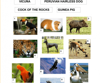 Peruvian Animals