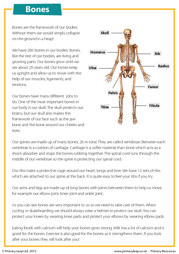 All About Bones - Reading Comprehension