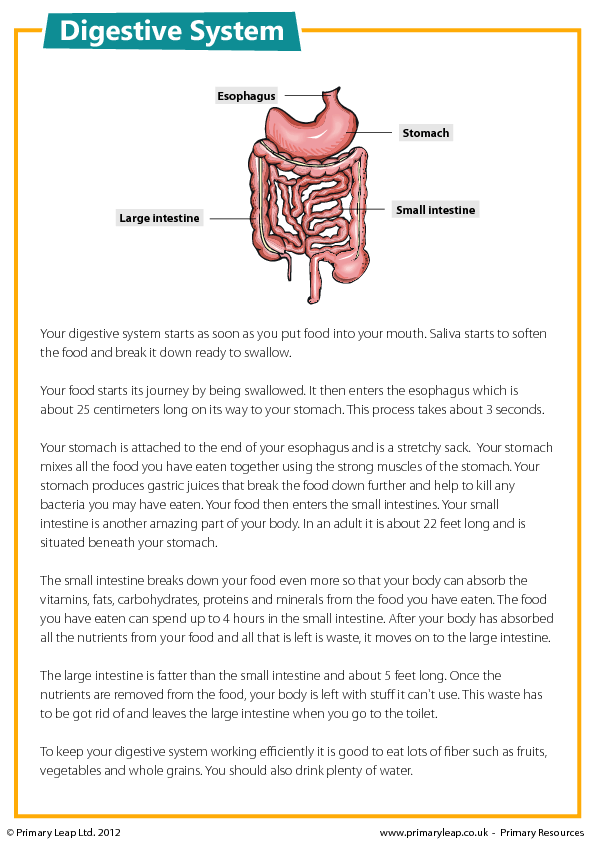 The Digestive System - Reading Comprehension