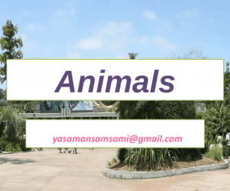 Animals PowerPoint