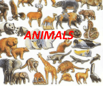 Do You Know Animals?