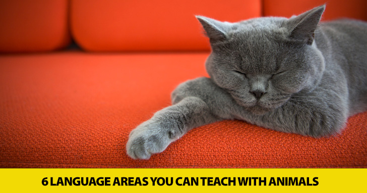 Furry Friends Welcome: 6 Language Areas You Can Teach with Animals