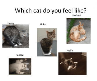 Which Cat Do You Feel Like?