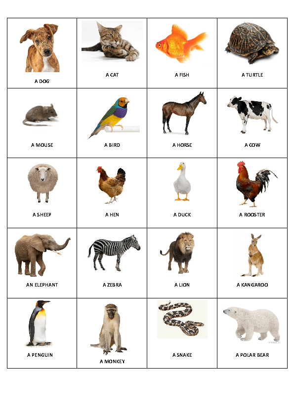 bingo-animals