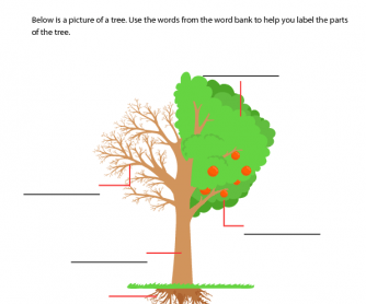 Label the Parts of a Tree