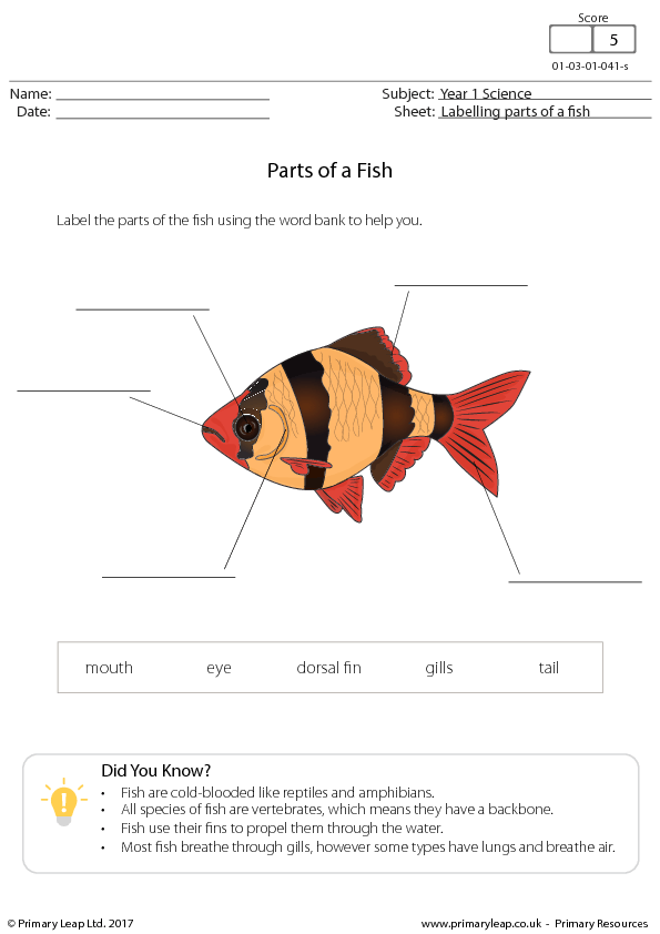 30-label-the-parts-of-a-fish-labels-2021