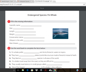 Endangered Species - Fin Whale