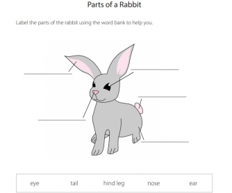Parts of a Rabbit Labeling Worksheet