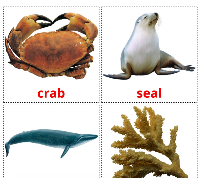 Free Printable Sea Animals Flashcards