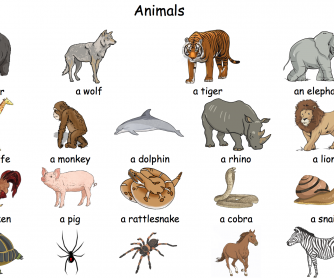 Comparing animals