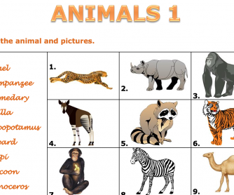 Animals 1